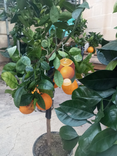 Orange tree in pot 24