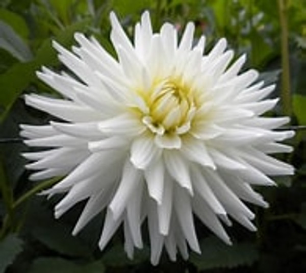 Bulb-DAHLIA CACTUS-MY LOVE X 1