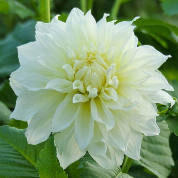 Bulb-DAHLIA DECORATIVE WHITE PERFECTION X 1