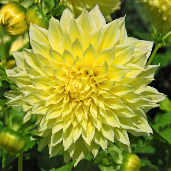 Bulb-DAHLIA DECO.PLATE-KELVIN FLOODLIGHT X 1