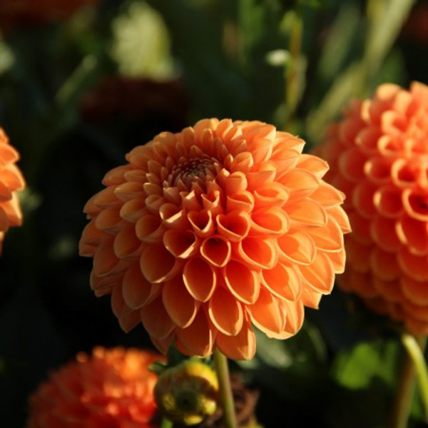 Bulb-DAHLIA BALL SYLVIA  X 1