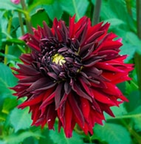 Bulb-DAHLIA BLACK TOUCH  X 2