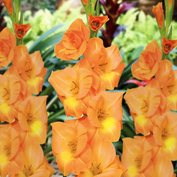 Bulb-GLADIOLUS PECHE MELBA X 10 BULBS