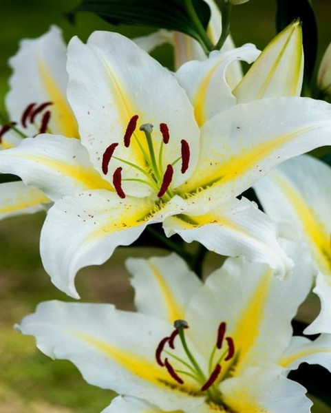 Bulb- LILIUM BAFFERARI X 3 BULBS