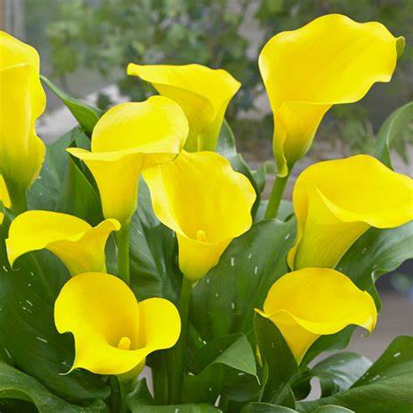 Bulb- ZANTEDESCHIA CAPTAIN SOLO X 1  BULB