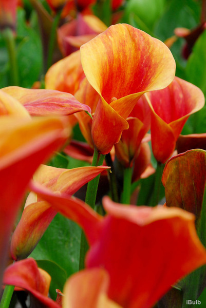 Bulb- ZANTEDESCHIA CAPTAIN TRINITY X 1  BULB