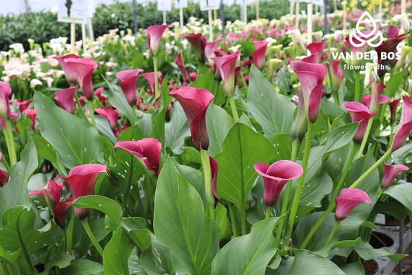 Bulb- ZANTEDESCHIA CAPTAIN PROMISE  X 1  BULB