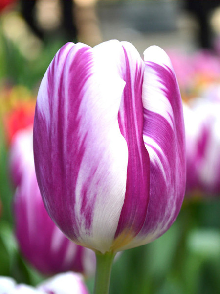Tulip Darwin Flaming Flag x10 Bulbs
