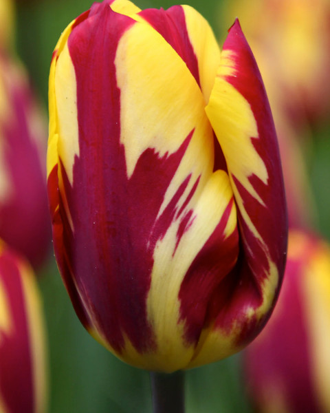 Tulip Triumph Helmar x10 Bulbs