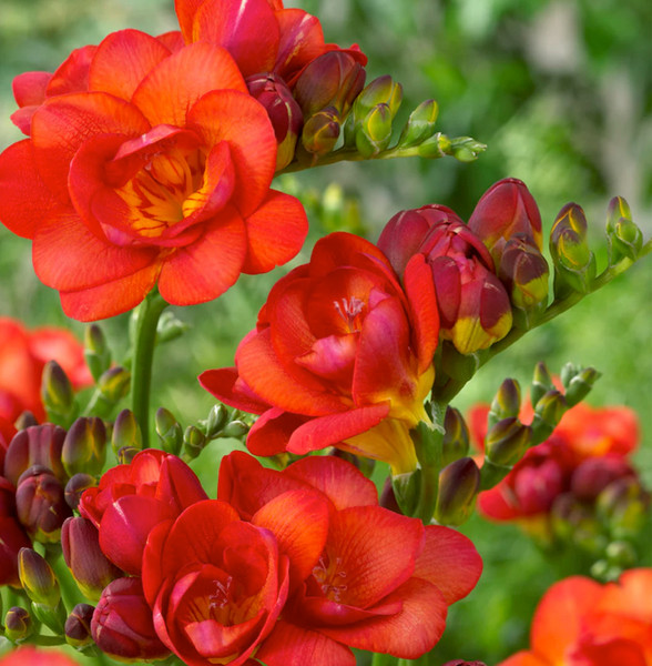 Freesia Double Red x10 Bulbs