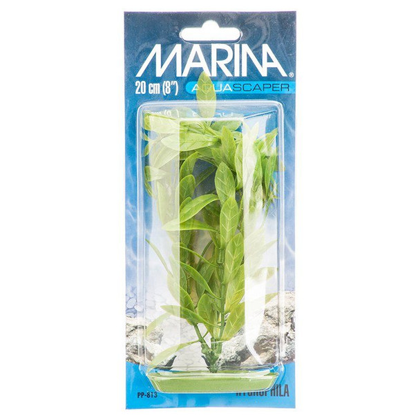 Marina Hygrophila Plant - 8" Tall