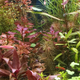 Plant Care