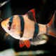 Fish Food