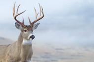 More bucks harvested in 2020-2021 deer season than in past 21 years