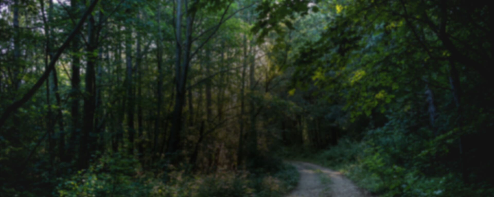 Dirt road in woods