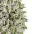 Green-and-White-Coral-Vase V139MG