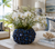 Deep Blue Sea Anemone Ceramic Vase 6"