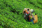 Who are Producing Tea Too?!