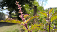 Tulsi - Holy Basil