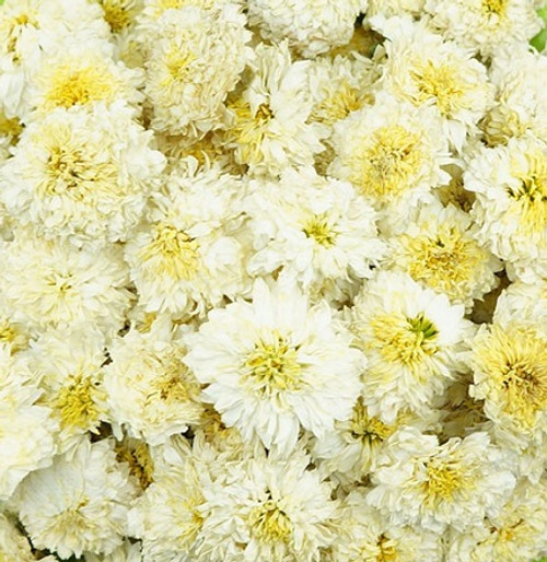 Organic Chrysanthemum Flowers - White 