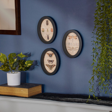 Insect Study - Moths