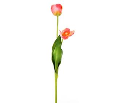 Pink Holland Tulip