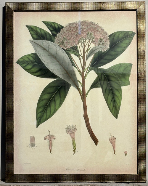 Vintage Botanical Leucomeris Spectabilis