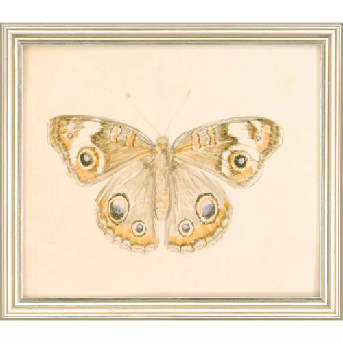 Gossamer Owl Butterfly