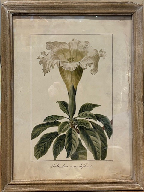 Botanical Print - Solandra Grandiflora