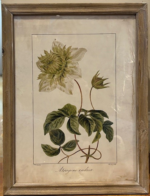 Botanical Print - Atragene Indica