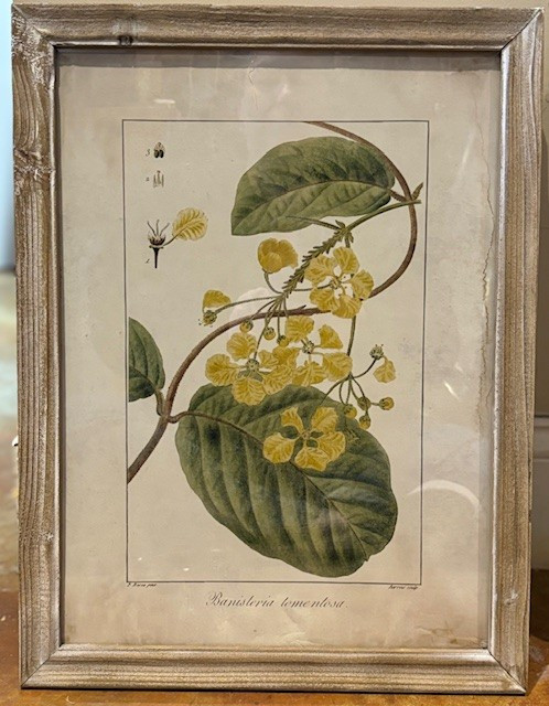 Botanical Print - Banisteria Tomentosa