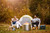 Napoleon Timberwolf smokeless fire pit graphic highlighting the stainless steel construction and the inner dual-layer burn zone airflow system.
