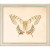 Gossamer Swallowtail Butterfly