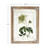 Botanical Print - Robinia Hispida