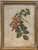Botanical Print - Robinia Hispida