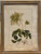 Botanical Print - Atragene Indica