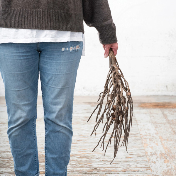 Dried Natural Coconut Palm Branch (Each One Will Vary)