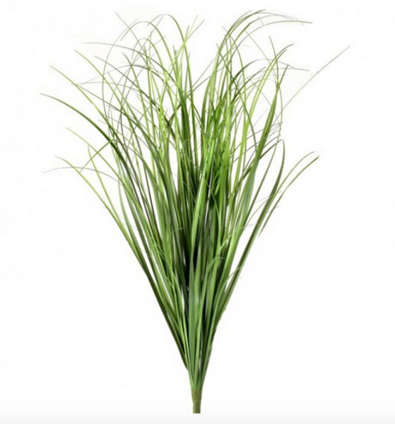 Herb Grass Bush