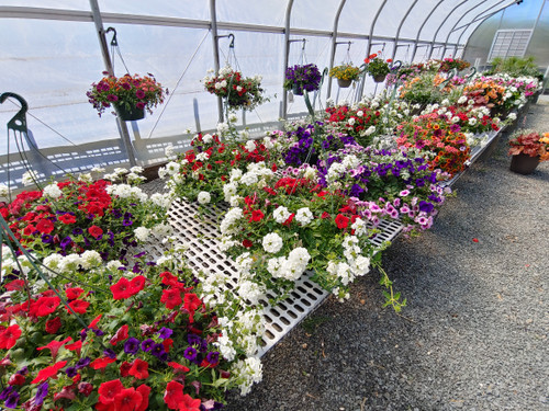 Assorted flowers