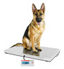 DETECTO Veterinary Scale, Digital, 550 lb x .2 lb / 250 kg x .1 kg, Wheels, Handle