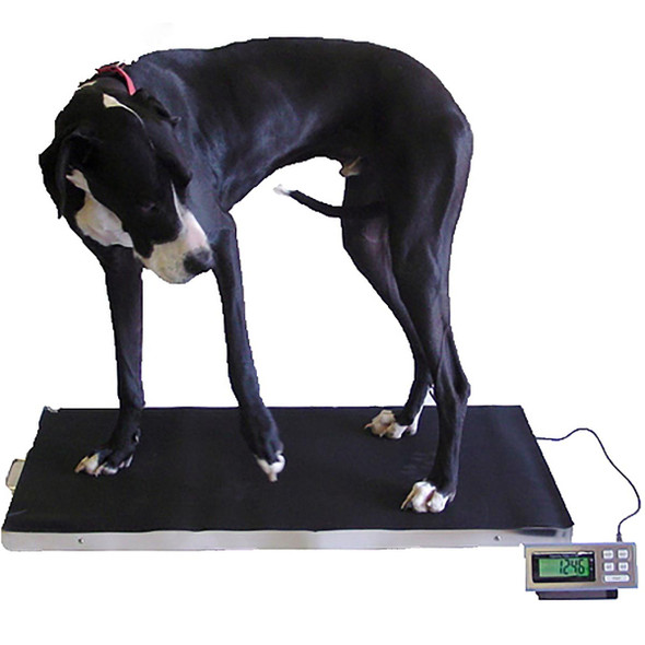 Tree 700 LB x 0.2 LB 38 x 20 Inch Platform Digital Heavy Duty Welded Steel Floor Bench Shipping Scale NEW