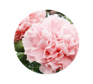 Welcome to our new Online Store!