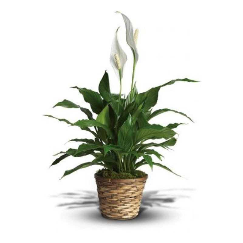 Shop More Plants Morrison's Flowers Williamsburg, Virginia