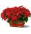 Double Medium Poinsettia Basket