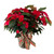 Standard Red Poinsettia (5" pot)