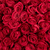 50-100 Red Roses