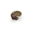 Schaub 980 Left Hand Nature Shell Cabinet Knob