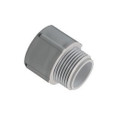 Cantex 5140104 Schedule 40/80 PVC Male/Female Terminal Adapter, Gray, 3/4-Inch