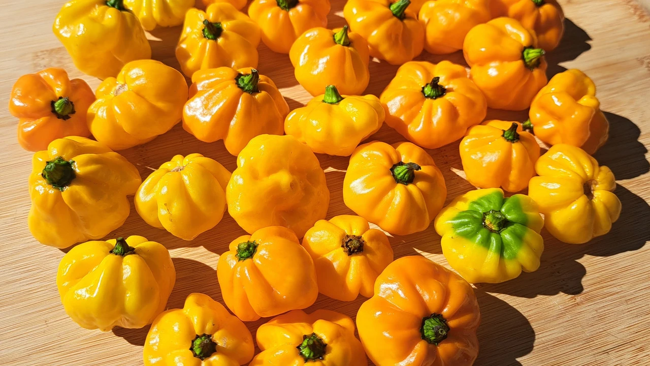 Small Batch, TX: Texas-Grown Flavor, Made in Small Batches