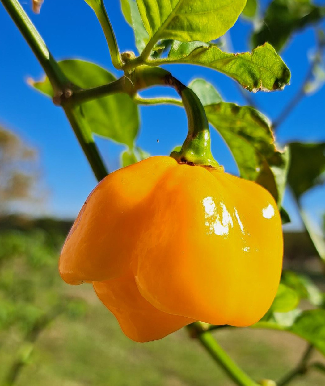 A ripe orange pepper growing on the plant against a blue sky